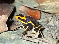 Ranitomeya fantastica