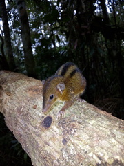 Monodelphis americana