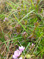 Gentianella foliosa