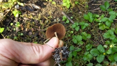 Agrocybe arvalis