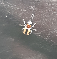 Crioceris paracenthesis