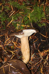 Lactarius kauffmanii