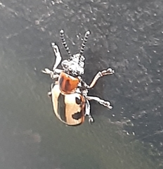 Crioceris paracenthesis