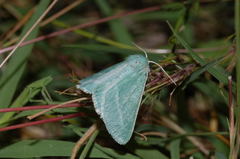Holoterpna diagrapharia