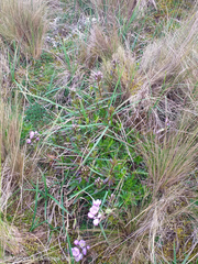 Gentianella foliosa