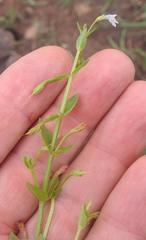 Lindernia parviflora