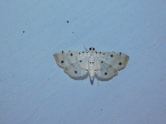 Pycnarmon
