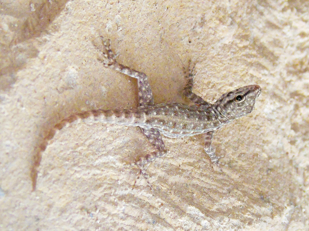 Rock Semaphore Gecko