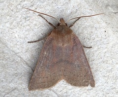 Epiglaea decliva