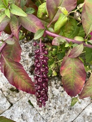 Phytolacca americana