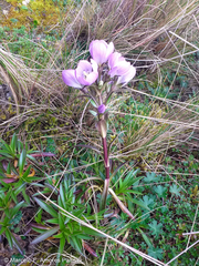 Gentianella foliosa