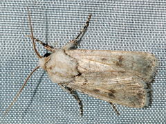 Agrotis desertorum