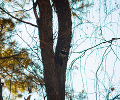 Dendrocopos leucotos