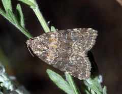 Bryophila maeonis
