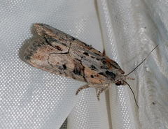 Bryophila raptricula