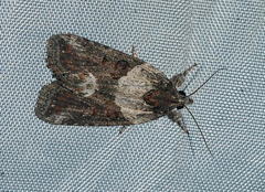 Bryophila raptricula