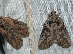 Bryophila raptricula