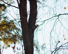 Dendrocopos leucotos