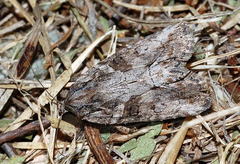 Bryophila raptricula