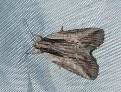 Bryophila raptricula