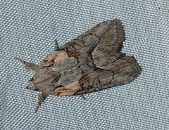 Bryophila raptricula