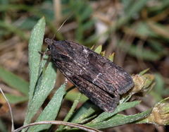 Bryophila raptricula