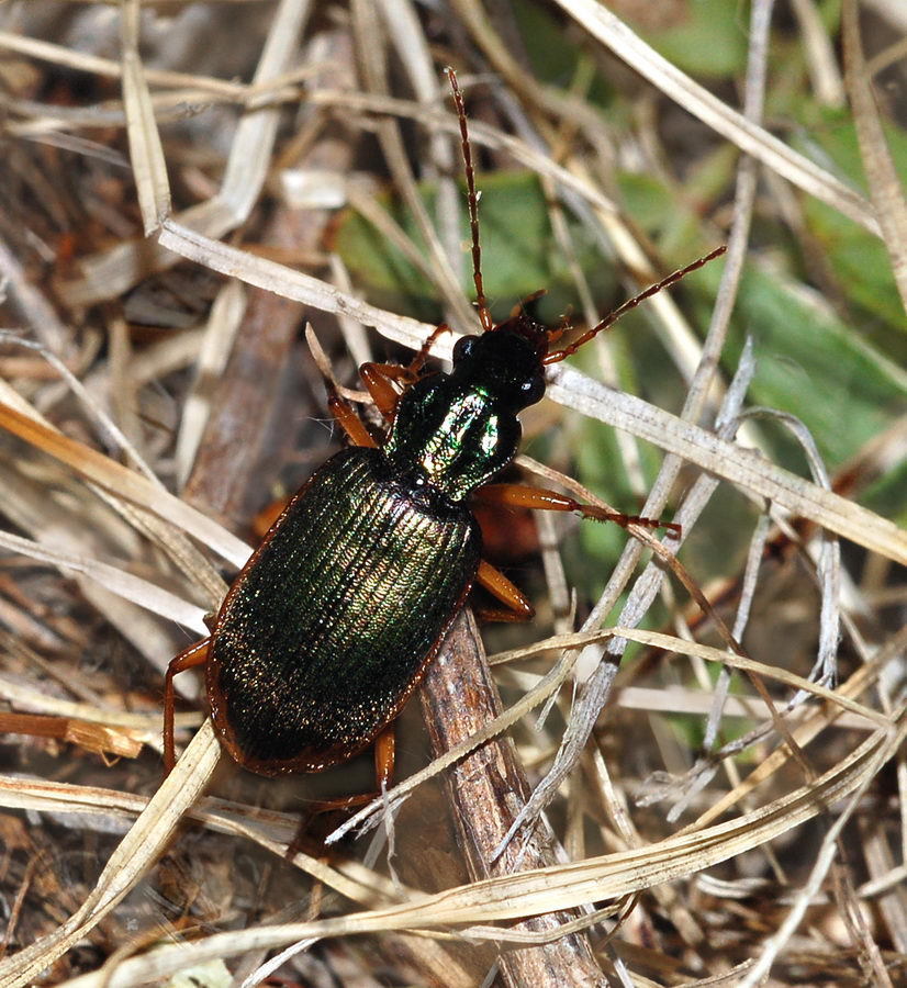 Chlaenius extensus