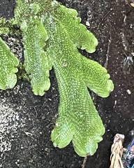 Conocephalum salebrosum