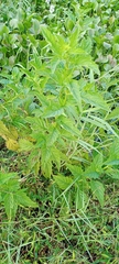 Urtica dioica