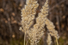 Calamagrostis epigejos