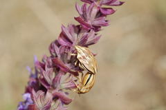 Odontotarsus