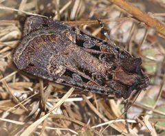 Opigena polygona