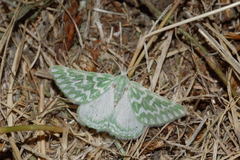 Thetidia correspondens