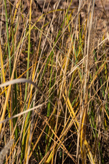 Calamagrostis epigejos