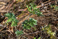 Artemisia absinthium