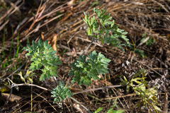 Artemisia absinthium