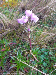 Gentianella foliosa