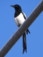 Pica pica
