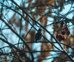 Fringilla montifringilla