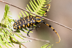 Aristobia reticulator