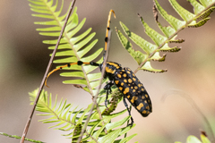 Aristobia reticulator