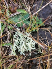 Cladonia dimorphoclada