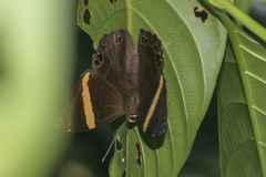 Abisara fylla