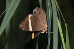 Abisara fylla