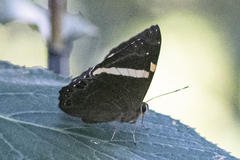 Abisara fylla