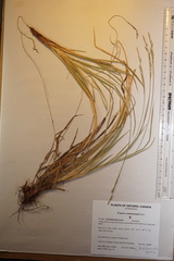 Carex communis communis