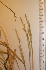 Carex communis communis