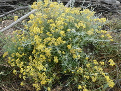 Helichrysum revolutum