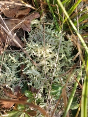 Cladonia dimorphoclada