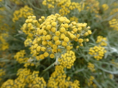 Helichrysum revolutum